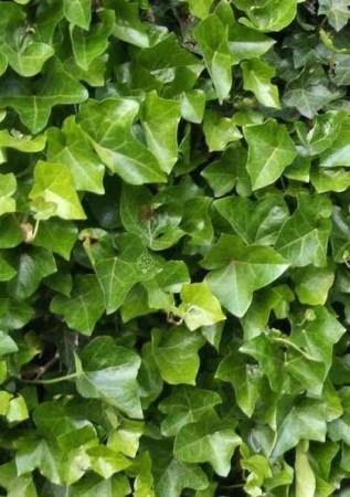 HEDERA helix Hibernica